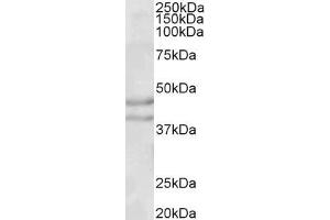 Image no. 2 for anti-Neuropeptide Y Receptor Y2 (NPY2R) (Internal Region) antibody (ABIN190857)