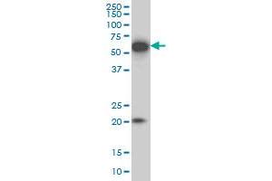 Image no. 1 for anti-Early B-Cell Factor 3 (EBF3) (AA 381-480) antibody (ABIN566977)