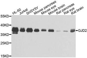 Image no. 2 for anti-Gap Junction Protein, delta 2, 36kDa (GJD2) antibody (ABIN3016909)
