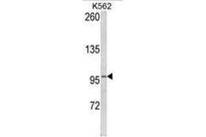 Image no. 1 for anti-Lipin 2 (LPIN2) (Middle Region) antibody (ABIN453732)