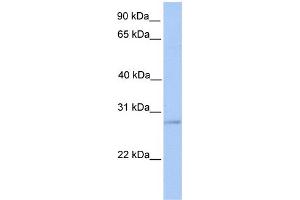 Image no. 1 for anti-ORAI Calcium Release-Activated Calcium Modulator 2 (ORAI2) (Middle Region) antibody (ABIN2784063)