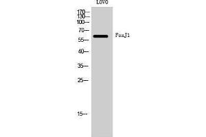 Image no. 1 for anti-Forkhead Box J1 (FOXJ1) (Internal Region) antibody (ABIN3184659)