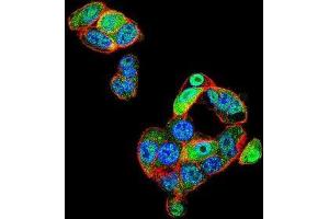 Image no. 2 for anti-CCR4-NOT Transcription Complex, Subunit 7 (CNOT7) (AA 41-68), (N-Term) antibody (ABIN951587)