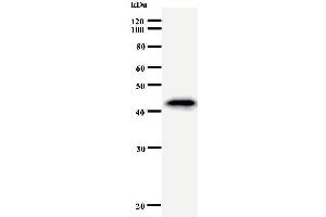 Image no. 1 for anti-Hematopoietically Expressed Homeobox (HHEX) antibody (ABIN930926)