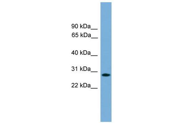 anti-Apolipoprotein L Domain Containing 1 (APOLD1) (Middle Region) antibody