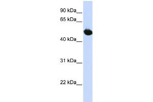 Image no. 1 for anti-Solute Carrier Family 2 (Facilitated Glucose Transporter), Member 9 (SLC2A9) (Middle Region) antibody (ABIN2781547)