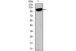 Image no. 1 for anti-Glutamate Receptor, Ionotropic, AMPA 2 (GRIA2) (AA 652-807) antibody (ABIN969524)