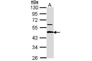 Image no. 1 for anti-Amyloid beta (A4) Precursor Protein-Binding, Family B, Member 3 (APBB3) (Center) antibody (ABIN2856752)
