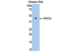 Image no. 1 for anti-Coagulation Factor VII (F7) (AA 42-169) antibody (ABIN1175155)