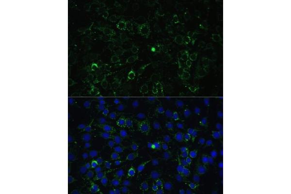 ALDH1A2 antibody  (AA 1-180)