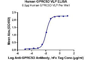 ELISA image for G Protein-Coupled Receptor, Family C, Group 5, Member D (GPRC5D) (Active) protein-VLP (ABIN7448169)