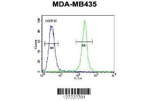 Image no. 1 for anti-Thyrotropin Releasing Hormone Degrading Enzyme (TRHDE) (AA 951-980), (C-Term) antibody (ABIN651822)