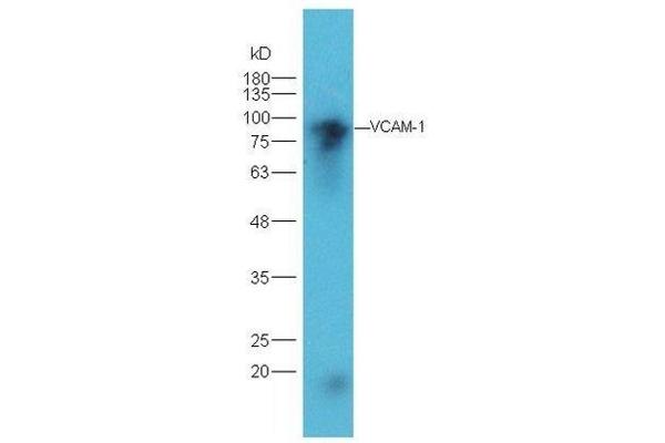 VCAM1 anticorps  (AA 651-739)