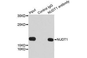 Image no. 3 for anti-Nudix (Nucleoside Diphosphate Linked Moiety X)-Type Motif 1 (NUDT1) antibody (ABIN6144926)