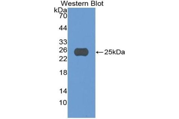 CASP5 antibody  (AA 145-327)
