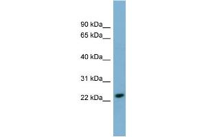 Image no. 1 for anti-Killer Cell Lectin-Like Receptor Subfamily C, Member 3 (KLRC3) (N-Term) antibody (ABIN2782166)