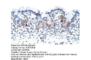 UPF3B Antikörper  (N-Term)