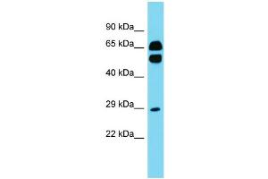 Image no. 1 for anti-CD200 Receptor 1-Like (CD200R1L) (N-Term) antibody (ABIN2791403)