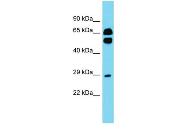 anti-CD200 Receptor 1-Like (CD200R1L) (N-Term) antibody