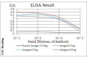 Image no. 1 for anti-Phospholipase C gamma 2 (PLCG2) (AA 826-985) antibody (ABIN5542311)