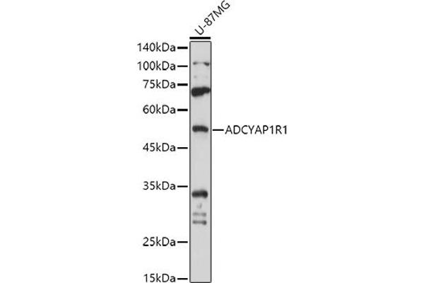 ADCYAP1R1 Antikörper