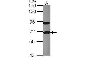 Image no. 1 for anti-UTP6, Small Subunit (SSU) Processome Component, Homolog (UTP6) (Center) antibody (ABIN2856241)