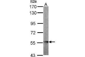 Image no. 1 for anti-Glycerate Kinase (GLYCTK) (Center) antibody (ABIN2855701)