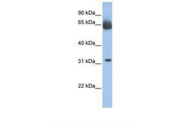 C11orf54 antibody  (AA 38-87)