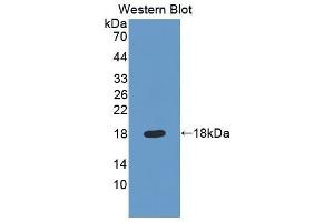 Image no. 1 for anti-Quiescin Q6 Sulfhydryl Oxidase 1 (QSOX1) (AA 37-181) antibody (ABIN1860393)
