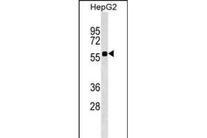 SRCRB4D Antibody (Center) (ABIN1537922 and ABIN2849381) western blot analysis in HepG2 cell line lysates (35 μg/lane).