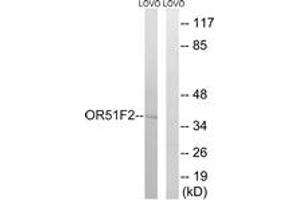 Image no. 1 for anti-Olfactory Receptor, Family 51, Subfamily F, Member 2 (OR51F2) (AA 292-341) antibody (ABIN1536040)
