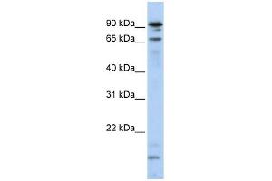 Image no. 1 for anti-Male-Specific Lethal 2 Homolog (MSL2) antibody (ABIN630673)