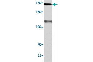 Image no. 1 for anti-DNA Polymerase alpha (POLA1) antibody (ABIN5585914)