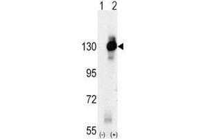 Image no. 3 for anti-Colony Stimulating Factor 1 Receptor (CSF1R) (AA 940-971) antibody (ABIN3030557)