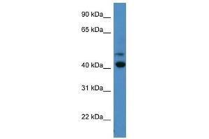 Image no. 1 for anti-Opsin 1 (Cone Pigments), Short-Wave-Sensitive (OPN1SW) (C-Term) antibody (ABIN929386)