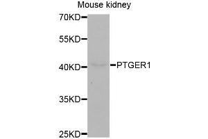 Image no. 2 for anti-Prostaglandin E Receptor 1 (Subtype EP1), 42kDa (PTGER1) antibody (ABIN1980238)