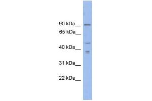 Image no. 1 for anti-Zinc Finger Protein, X-Linked (ZFX) (N-Term) antibody (ABIN2780506)