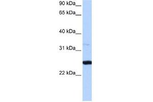 Image no. 1 for anti-phosphoribosyl Transferase Domain Containing 1 (PRTFDC1) (Middle Region) antibody (ABIN631291)