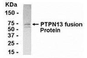Image no. 1 for anti-Protein tyrosine Phosphatase, Non-Receptor Type 13 (APO-1/CD95 (Fas)-Associated Phosphatase) (PTPN13) (AA 212-399) antibody (ABIN2468004)