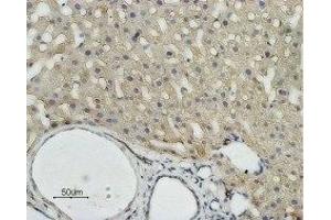 Expression of AQP9 in rat liver - Immunohistochemical staining of rat liver paraffin embedded sections using Anti-Aquaporin 9 Antibody (ABIN7042945 and ABIN7045206) (1:100).