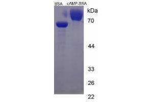 CAMP Protein (Cyclic Adenosine Monophosphate) (BSA)