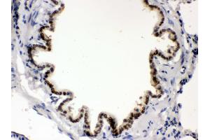Image no. 4 for anti-Bone Morphogenetic Protein 5 (BMP5) (AA 332-365), (C-Term) antibody (ABIN3043800)