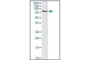 Image no. 3 for anti-Proprotein Convertase Subtilisin/kexin Type 1 (PCSK1) (AA 652-754) antibody (ABIN781869)
