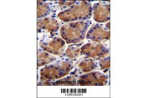 Image no. 1 for anti-Leucine-Rich Repeat and WD Repeat-Containing Protein 1 (LRWD1) (AA 1-30), (N-Term) antibody (ABIN655752)
