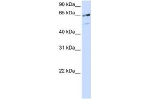 Image no. 1 for anti-serine/arginine-Rich Splicing Factor 11 (SRSF11) (C-Term) antibody (ABIN2778914)