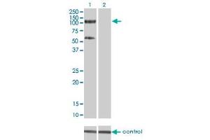 Image no. 4 for anti-Tripartite Motif Containing 28 (TRIM28) (AA 379-524) antibody (ABIN564395)