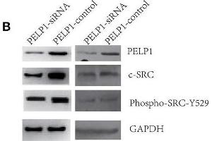 Image no. 1 for anti-Proto-oncogene tyrosine-protein kinase Src (Src) (pTyr529) antibody (ABIN3019743)