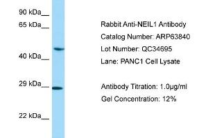 Image no. 1 for anti-Endonuclease VIII-Like 1 (NEIL1) (C-Term) antibody (ABIN2789640)