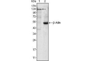 Image no. 1 for anti-Janus Kinase 3 (JAK3) antibody (ABIN969224)