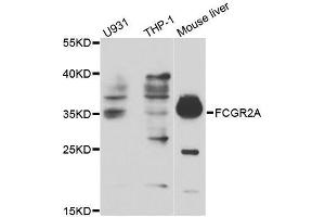 Image no. 1 for anti-Fc Fragment of IgG, Low Affinity IIa, Receptor (CD32) (FCGR2A) antibody (ABIN1512904)